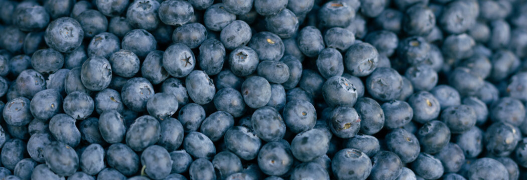 Blueberry background, red ripe blueberries banner