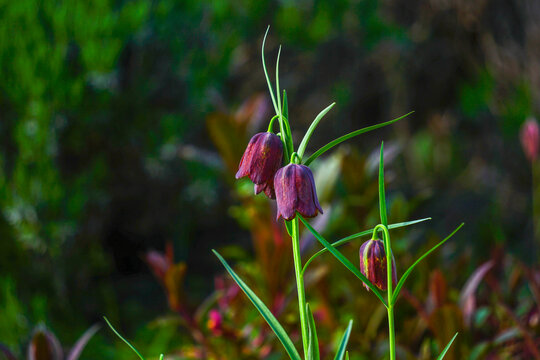Dark purple fritillary flowers blooming in a garden