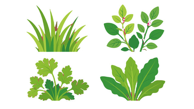 Set of green grass and leafy herb plants in flat vector style