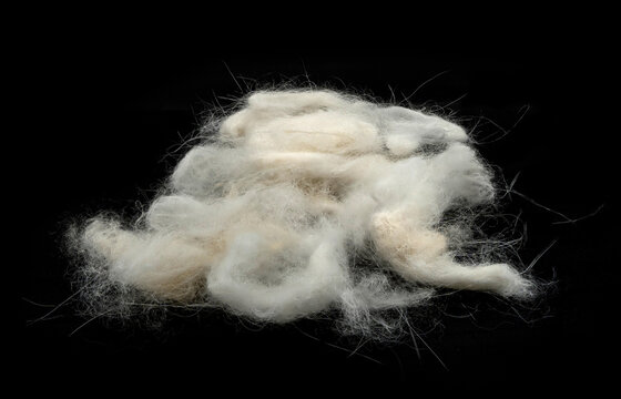 Loose pile of Loose white pet fur or wool lint clump on black background, textured natural material close-up.