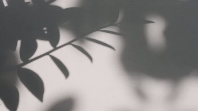 Modern luxury houseplant foliage shadow overlay on empty white wall background
