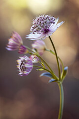 Jarzmianka większa (Astrantia major) w zbliżeniu na rozmytym tle, tapeta, dekoracja. © mycatherina