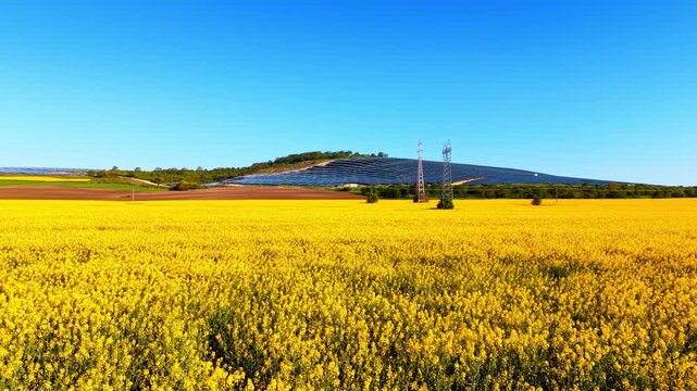 Solar farm on hill behind vast yellow rapeseed field. Ground-level vista of flowering canola filling the frame with dark panels and pylons on the rise.