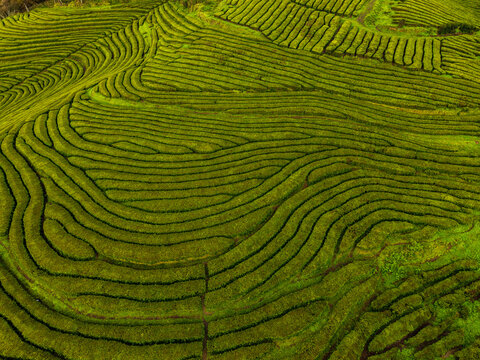 Aerial view of the Gorreana Tea Plantation featuring lush green terraced rows and undulating landscape in Maia, Acores, Portugal.