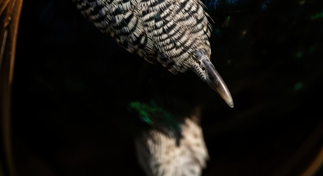 Macro Close-up of a Peacock Beak and Patterned Feathers Reflecting in Dark Water