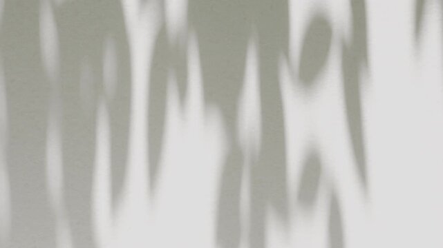 Serene delicate leaf branches shadow overlay moving on flat white wall background