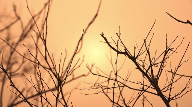 Bare tree branches silhouetted against orange glowing foggy sunset sky with soft light diffusion