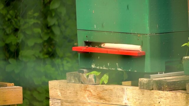 Active beehive with bees entering and leaving hive, (Apis mellifera) colony in summer garden, ideal for honey production, biodiversity, and sustainable farming concepts.