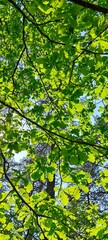 Fototapeta premium Oak foliage shines through the sun's rays against the sky, natural green background with tree leaves.