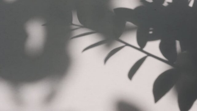Cozy mood indoor houseplant leaf shadow overlay moving on flat aesthetic wall