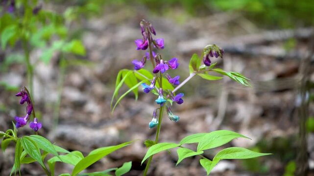 Close-up of purple and blue fumewort flower (Corydalis solida)in natural woodland habitat. Spring wildflower with purple blossoms and fresh green leaves.