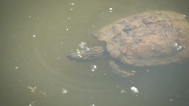 Aquatic turtle (Trachemys scripta) partially submerged in calm water, detailed shell texture and striped head visible, perfect for wildlife, nature, and environmental themes.