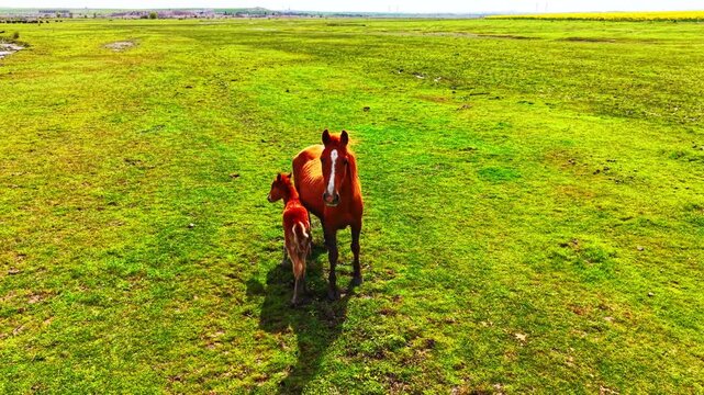 Orange-red mare standing on vivid green grass with a young foal nursing beneath her; rapeseed visible in distance. Chestnut mare with nursing foal on green Bulgarian meadow