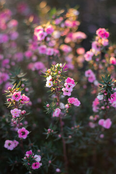  pink manuka
