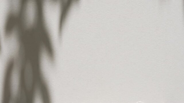Zen style soft focus leaf shadow swaying gently on empty white wall background