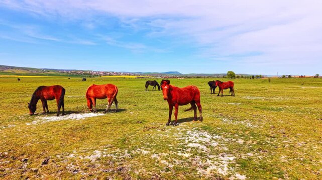 Several orange-red and dark horses foraging on patchy grass and mineral ground, hills, trees, and a small settlement visible across flat terrain. Chestnut horses grazing on open plain, Bulgaria