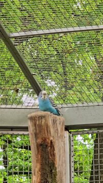 Blue budgerigar parrot perching on a wooden stump