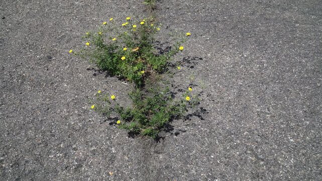 Potentilla: Plant Growing In Narrow Concrete Gap, weed in sidewalk crack