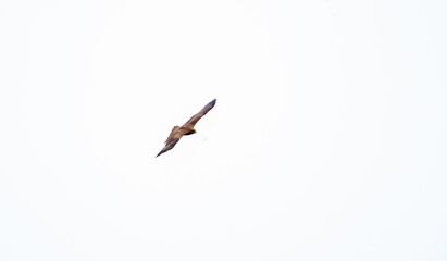Obraz premium Eagle in flight on a white background. Golden eagle in free flight.