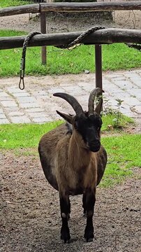 Himalayan tahr standing and chewing in zoo enclosure