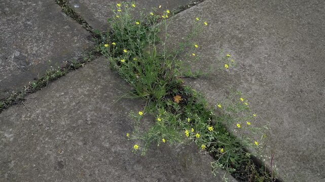 Nature Reclaiming Urban Spaces Potentilla Blooming In Abandoned Pavement. Pioneer Plant Colonizing Concrete