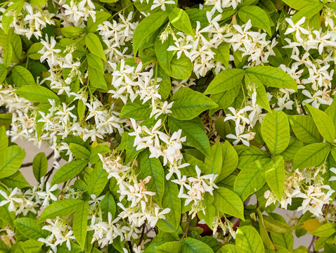 Trachelospermum jasminoides Chinesischer Sternjasmin Detail Bl&uuml;te