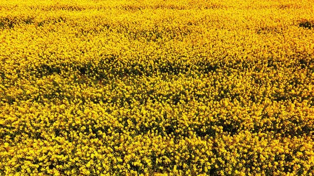 Nadir drone shot captures warm amber and yellow tones with undulating rows of dense flower heads. Close overhead canola blossoms forming golden carpet Bulgaria