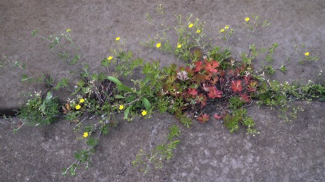 Creeping Cinquefoil (Potentilla) growing through a concrete fracture, showing red anthocyanin stress pigmentation and yellow flowers in harsh urban microhabitat, resilient nature