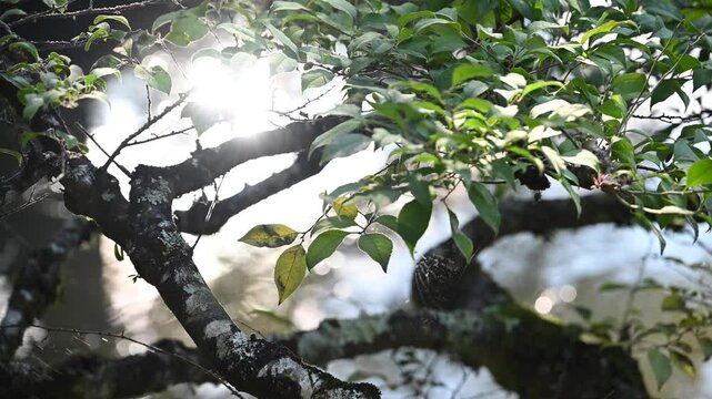Sunlight reflects off the water and shines through the tree leaves. A forest in Japan.