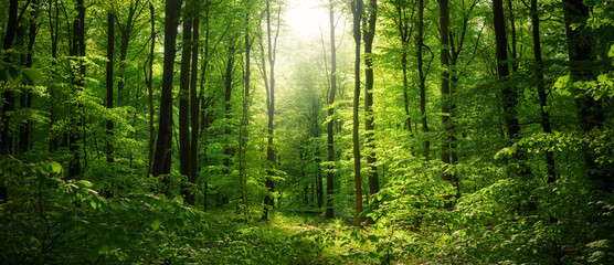 Obraz premium Panorama of amazing scenic woodland with lush fresh green beech trees and a beam of soft beautiful light illuminating the foliage