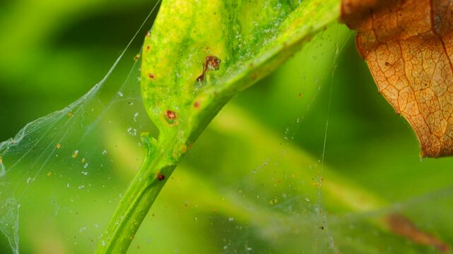 Spider mites infestation on plant leaf in greenhouse macro close up