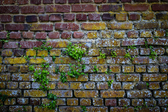 Vieux mur en briques avec plantes