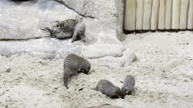 Striped mongooses foraging in sand at zoo enclosure