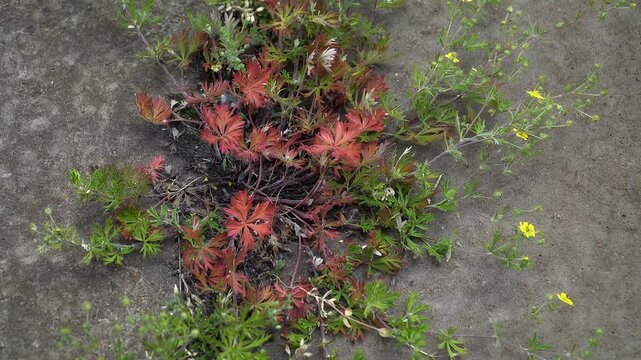 Accumulation of anthocyanins in Potentilla leaves: Reddened pigmented leaves