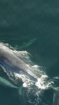 Drone View of Gray Whale and Calf in Mexico&rsquo;s Pacific Ocean