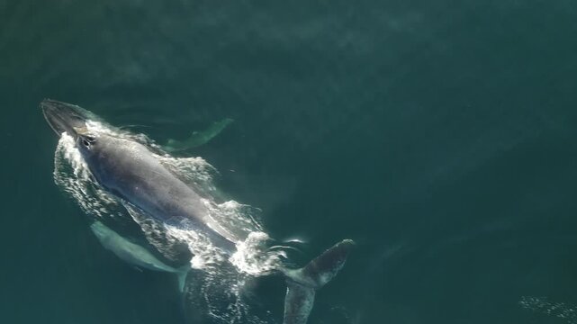 Drone View of Gray Whale and Calf in Mexico&rsquo;s Pacific Ocean