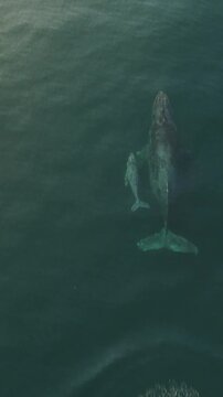  Drone View of Gray Whale and Calf in Mexico&rsquo;s Pacific Ocean, Oaxaca Mexico