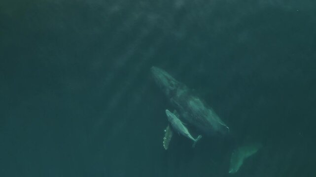 Drone View of Gray Whale and Calf in Mexico&rsquo;s Pacific Ocean
