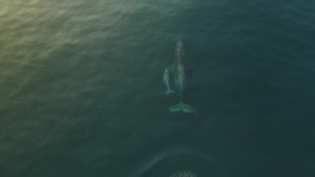 Drone View of Gray Whale and Calf in Mexico&rsquo;s Pacific Ocean