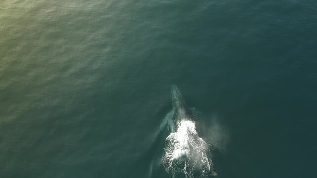 Drone View of Gray Whale and Calf in Mexico&rsquo;s Pacific Ocean