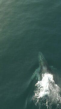 Drone View of Gray Whale and Calf in Mexico&rsquo;s Pacific Ocean
