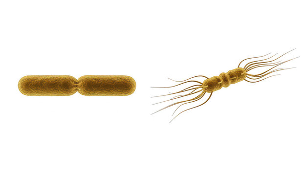 Microscopic Rod-Shaped Bacteria with Flagella and Binary Fission