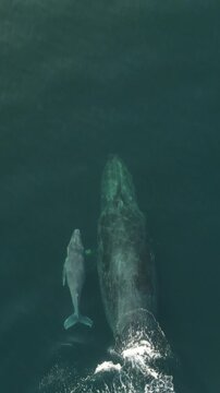 Drone View of Gray Whale and Calf in Oaxaca Mexico&rsquo;s Pacific Ocean