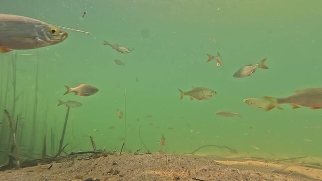 Kleiner Barsch schwimmt zwischen Rotfedern in nat&uuml;rlicher Unterwasserlandschaft eines ruhigen S&uuml;&szlig;wassersees mit authentischer Tierwelt und sanfter Wasserbewegung.