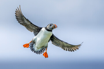 Puffin (Fratercula arctica) in flight © Johannes Jensås