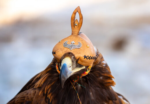 A close-up of an eagle wearing a cap. The bird of prey hunts its prey. The eagle perches on the trainer's hand. Falconry. A national tradition of Asia. Kazakhstan.