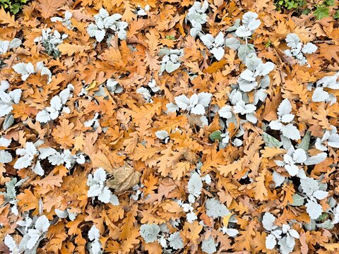 Cineraria maritime (Jacobaea maritima, Senecio cineraria) and fallen oak and mapple leaves in a flowerbed in autumn