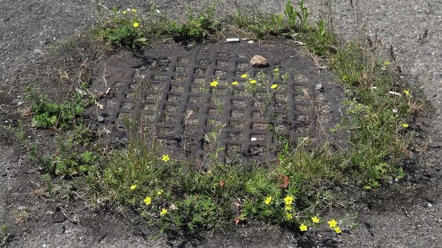 Creeping Cinquefoil (Potentilla) and urban weeds colonizing a rusty cast-iron drain grate embedded in asphalt, demonstrating extreme microhabitat survival in city infrastructure