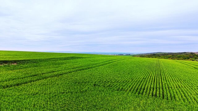 Bright green cereal rows on undulating terrain, distant blue lake and faint mountains under pale cloudy sky. Vast green wheat field stretching towards horizon, Bulgaria