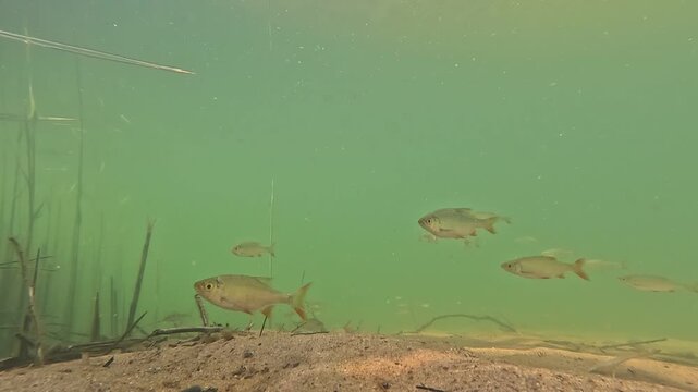 Schwarm kleiner Rotfedern schwimmt ruhig durch die nat&uuml;rliche Unterwasserlandschaft eines klaren S&uuml;&szlig;wassersees mit sanften Bewegungen und authentischer Atmosph&auml;re.